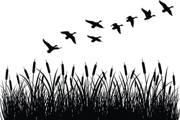 Flock of ducks flying over cattail reeds silhouette, wild birds migration nature vector illustration isolated on white.