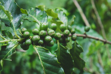Coffee beans ripening on tree in North of thailand 