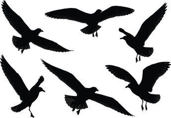 Set of flying seagull silhouettes, black bird vector illustration collection in flight with open wings isolated on white.