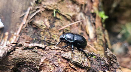 Black beetle on textured tree bark in natural setting, highlighting glossy shell, tactile wood grain, and the quiet presence of small forest life.