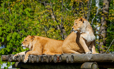 Two Lionesses Lounging Together
