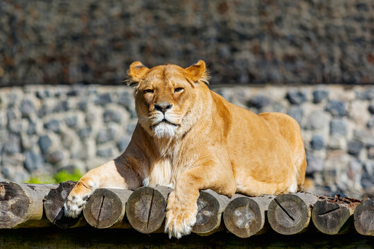 Lioness Resting on Wooden Platform