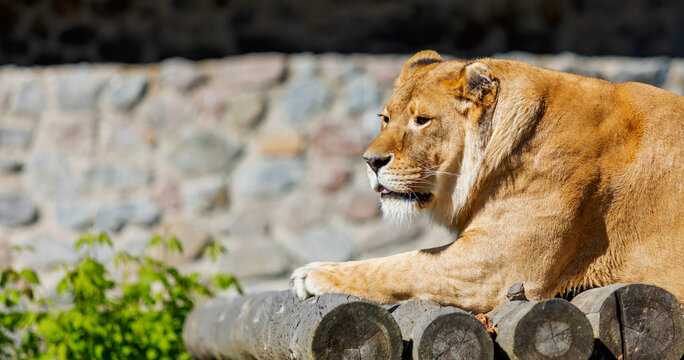 Lioness Resting on Wooden Platform - Powered by Adobe
