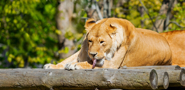 Lioness Resting on Wooden Platform