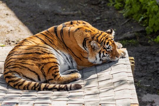 Bengal Tiger Relaxing on Stone Surface in Zoo