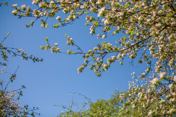 Spring Tree Branches with White Blossoms Against Blue Sky