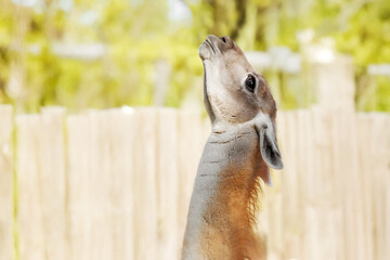 Naklejka premium Llama Portrait Looking Alert in Zoo Enclosure