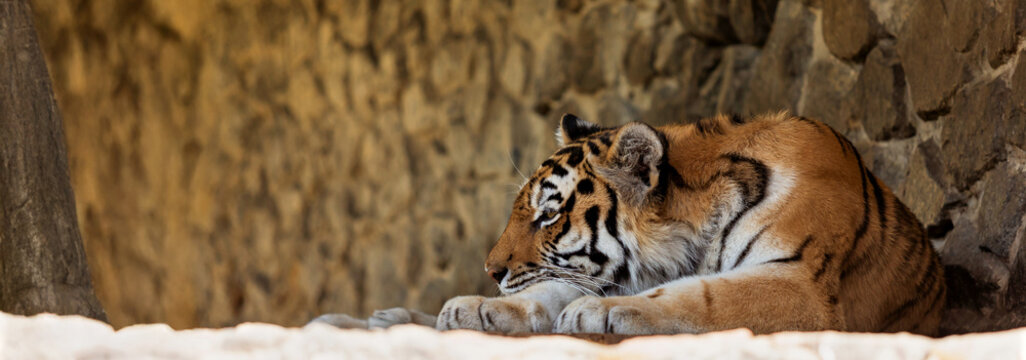 Bengal Tiger Resting on Stone Surface in Captive Habitat