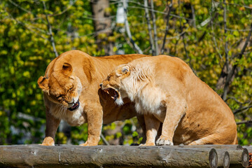 Lionesses Snarling on Wooden Perch