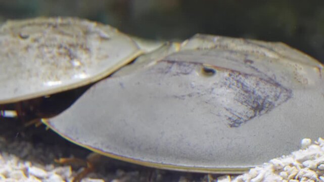 Horseshoe crabs move slowly along the shore showing their ancient armored shells and unique tail spines creating a fascinating view of these enduring marine survivors