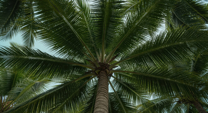 Upward view of lush tropical palm tree canopy with green fronds and textured trunk against a soft blue sky background - Powered by Adobe