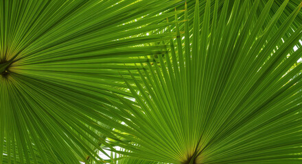 Obraz premium Vibrant green palm leaves overlapping in a natural tropical pattern with radiating fan shaped fronds and bright sunlight
