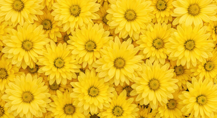 Fototapeta premium Vibrant yellow daisy blossoms forming a bright floral background with overlapping petals in full bloom