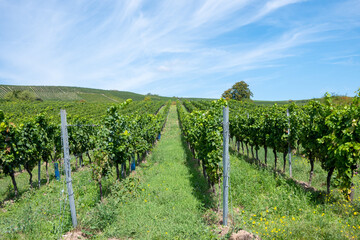 Beautiful wine grapes vineyard in Europe. Large bunches of red grapes.