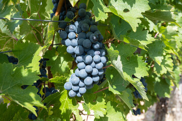 Large bunche of red wine grapes in summer vineyard.