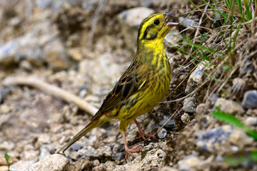 Goldammer // Yellowhammer (Emberiza citrinella) 