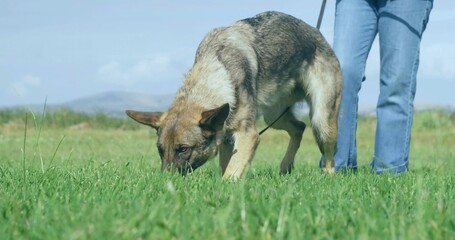 Sniffing collared shepherd dog nosing in green grass in meadow, leash leading to blue-jeans senior