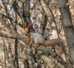 A squirrel with reddish ears sits on a tree branch in an autumn forest. The animal looks down cautiously, illuminated by soft sunlight. Dry leaves and thin branches surround it.