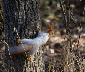 A red-tailed squirrel stretches across a tree trunk, gripping the bark with its paws. The animal looks to the side, illuminated by soft sunlight in a forest surrounded by dry grass and branches.