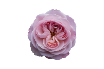 Single fully bloomed rose flower in delicate pale pink color isolated on transparent background, cut out