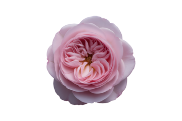 Single fully bloomed rose flower in delicate pale pink color isolated on transparent background