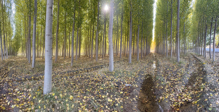 Straight path through tall poplar grove near Fonelas covered in fallen leaves