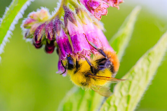 Ackerhummel
