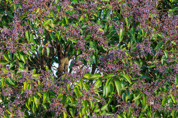 Ligustrum lucidum. Tree privet, disciplined privet, detail of branches with bluish leaves and berries.