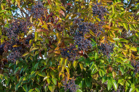 Ligustrum lucidum. Japanese privet, detail of branches with bluish leaves and berries in autumn.