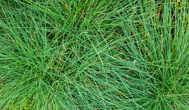 Green grass texture background with drops of dew and rain. Close-up lawn of mixed grass in the morning for background and text. Selective focus.
