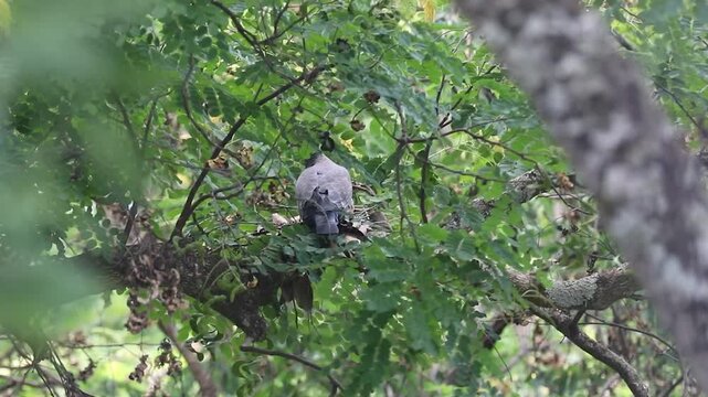 Picazuro patagioenas wild pigeon protecting its nest from the gale with its chick in a Brazilwood tree.Protection of offspring, family, family values, reproduction, maternal instinct, paternal instinc