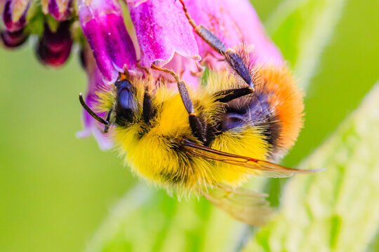 Ackerhummel