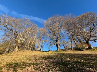Magnificent autumn colors in the surroundings of mountain pastures and mixed forests over the Swiss alpine lake Thun (Thunersee) - Canton of Bern, Switzerland (Kanton Bern, Schweiz)