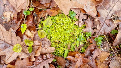 Moss on the ground in the oak forest. Top view. Nature background