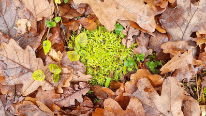 Moss on the ground in the oak forest. Top view. Nature background