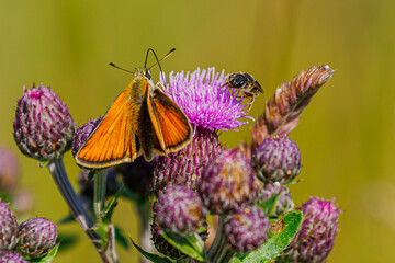 Schmetterling