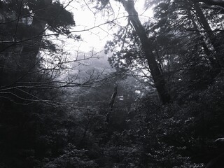 Dark and moody black and white scene of a dense, misty forest with tall trees and branches fading into the fog, creating a mysterious and cinematic atmosphere.