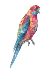 Watercolor illustration set of exotic tropical bird parrot rosella. Colorful, detailed, hand-painted artwork isolated for prints and design projects.