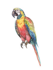 Watercolor illustration set of six exotic tropical bird parrot Ara. Colorful, detailed, hand-painted artwork isolated for prints and design projects.