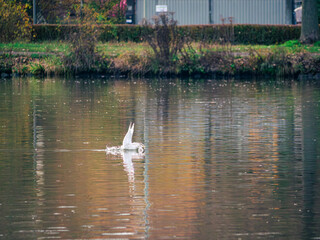 Möwe die im Wasser landet