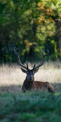 Portrait of a mature Red deer stag resting lying in a plain during the rut. Cervus elaphus, Réserve zoologique de la Haute-Touche, Azay le Ferron, Indre 36, région Centre Val de Loire, France, Europe