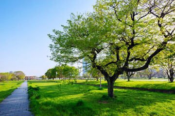 Fototapeta premium 晴れの難波宮跡公園
