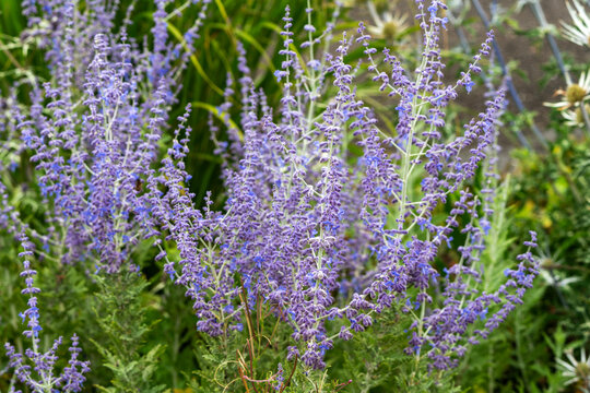 Perovskia 'Blue Spire' a late summer flowering plant with a blue purple summertime flower in July and August and commonly known as Russian Sage, gardening stock photo image