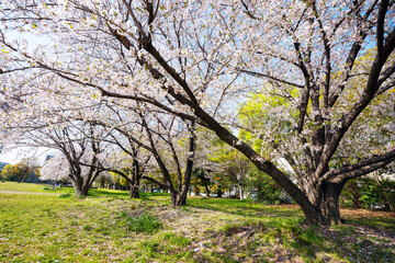 春の難波宮跡公園