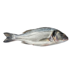 Fototapeta premium Whole Raw Sea Bream Fish Isolated on Black Background Reflecting Light Food Ingredient Marine Cuisine Raw Seafood Aquatic Animal