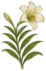 Lilium longiflorum (lili bakung)
