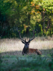 Mature Red deer stag sleeping lying in a plain at the edge of a forestduring the rut. Cervus elaphus, Réserve zoologique de la Haute-Touche, Azay le Ferron, Indre 36, région Centre, France, Europe
