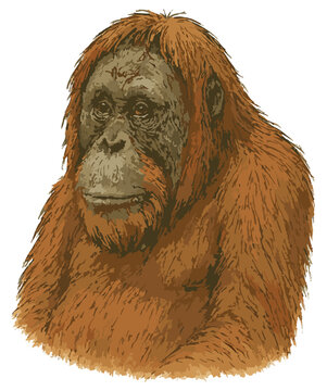 Pongo abelii 1 (Orangutan Sumatera)