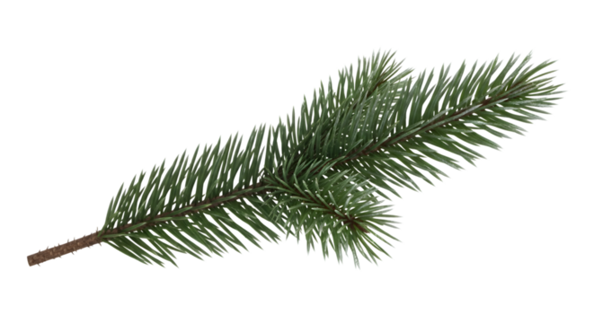 A single green fir tree branch with needles