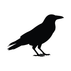 Silhouette of a black crow standing on a white background